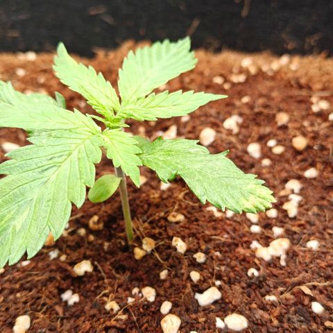 Duncan growlog timeline photo