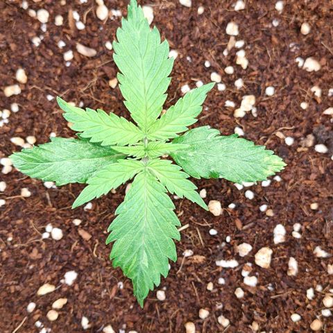 Duncan growlog timeline photo