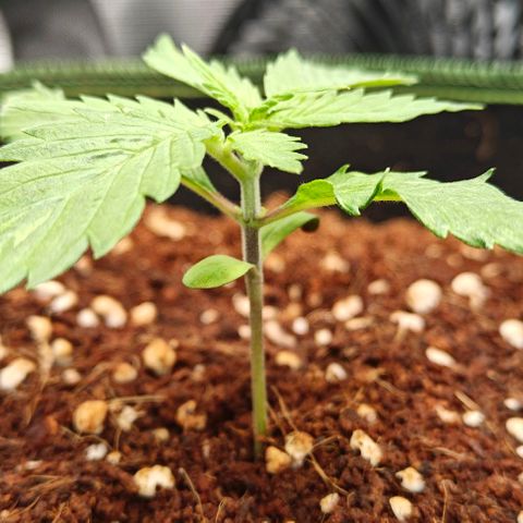Duncan growlog timeline photo