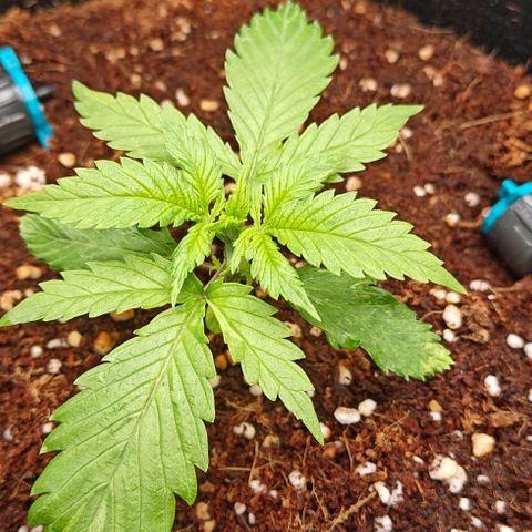 Duncan growlog timeline photo