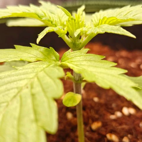 Duncan growlog timeline photo