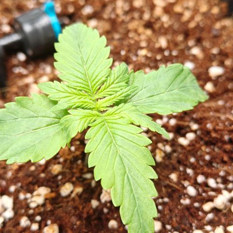 Connor growlog timeline photo