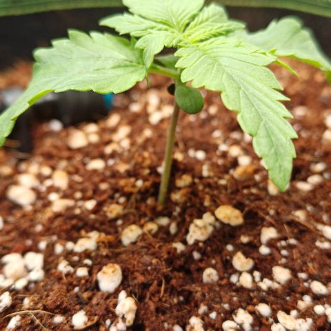 Connor growlog timeline photo