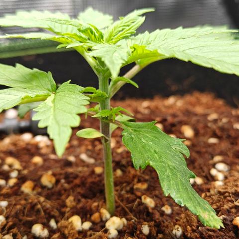 Duncan growlog timeline photo