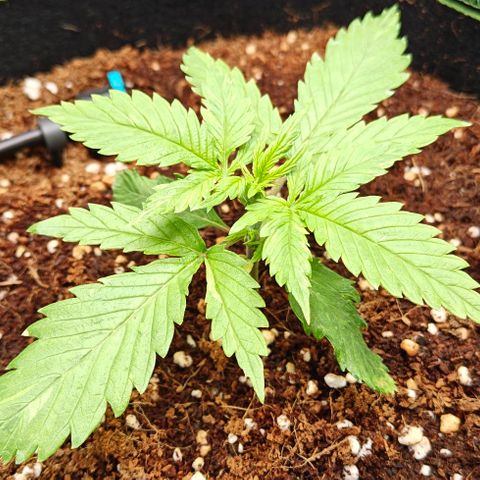Duncan growlog timeline photo