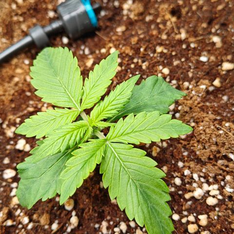 Connor growlog timeline photo