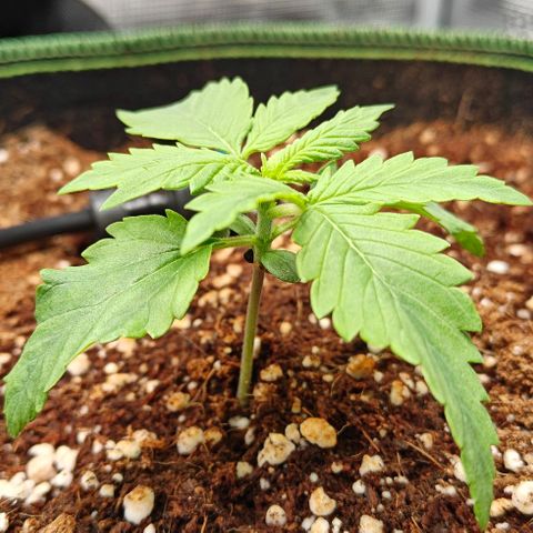 Connor growlog timeline photo