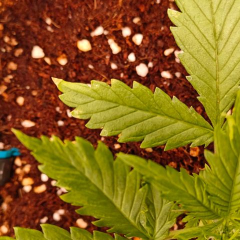 Duncan growlog timeline photo