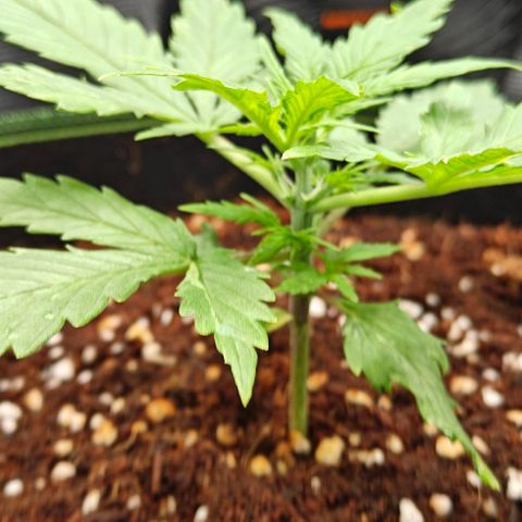 Duncan growlog timeline photo