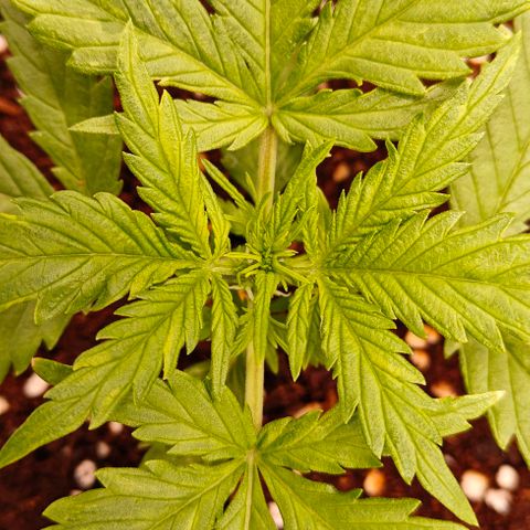 Duncan growlog timeline photo
