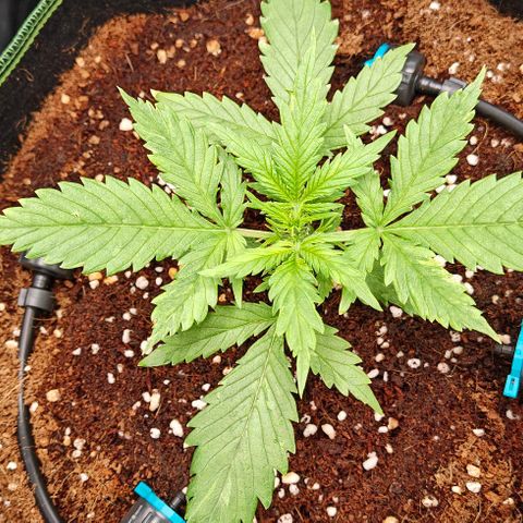 Duncan growlog timeline photo