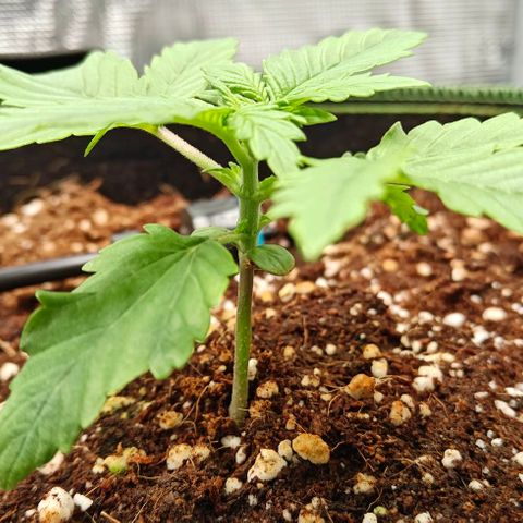 Connor growlog timeline photo