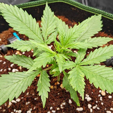 Duncan growlog timeline photo