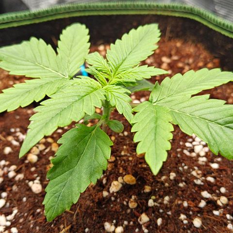 Connor growlog timeline photo