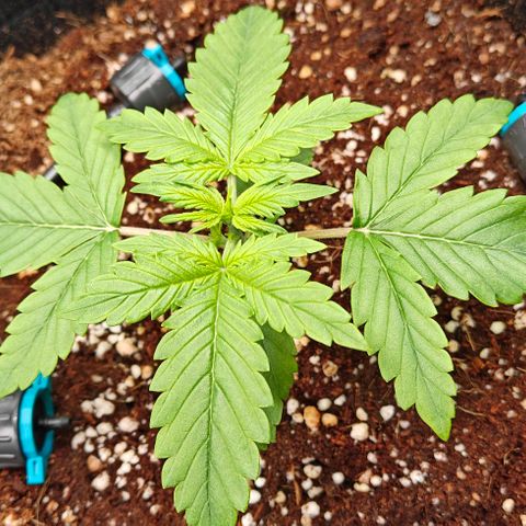 Connor growlog timeline photo