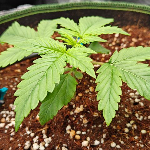 Connor growlog timeline photo
