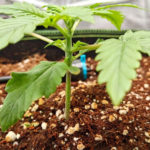 Connor growlog timeline photo