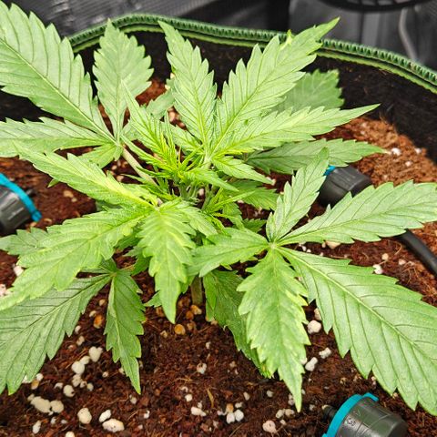 Duncan growlog timeline photo