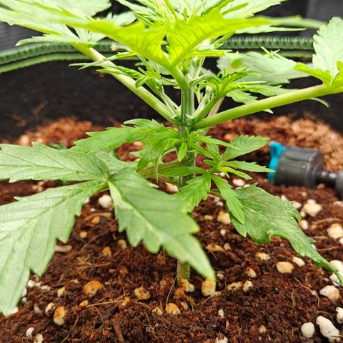 Duncan growlog timeline photo