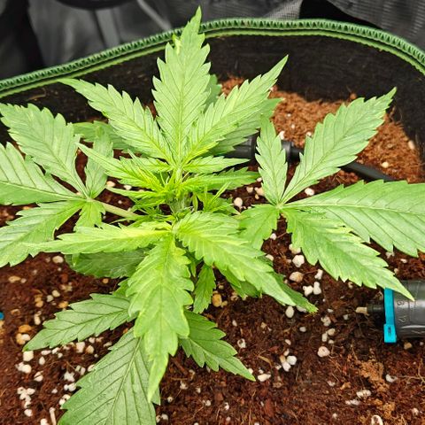 Duncan growlog timeline photo