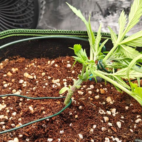 Duncan growlog timeline photo