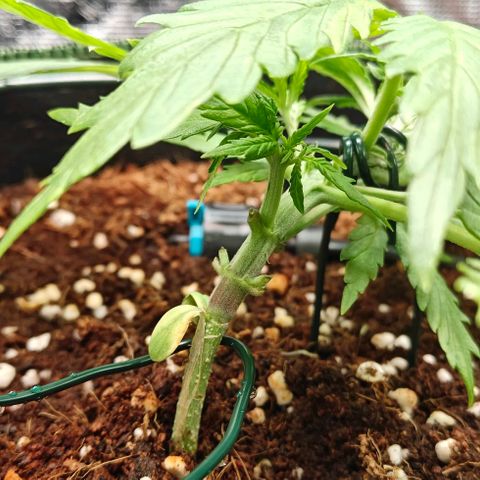 Duncan growlog timeline photo