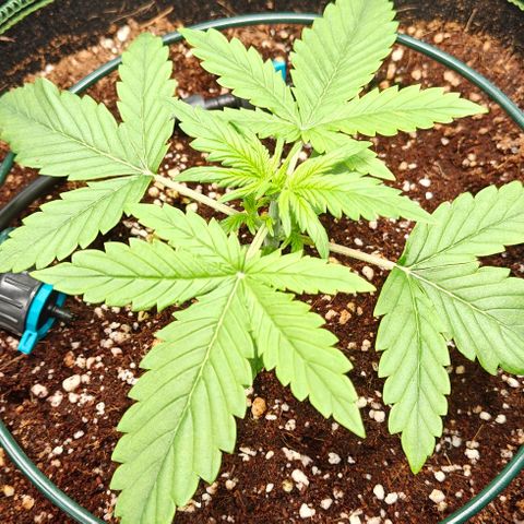 Connor growlog timeline photo