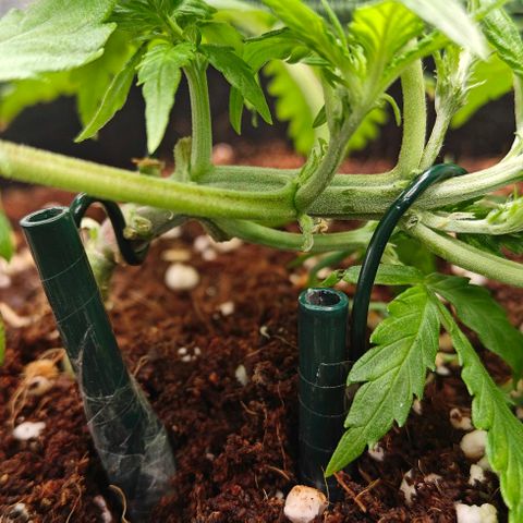 Duncan growlog timeline photo