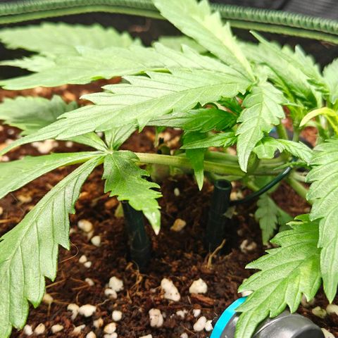 Duncan growlog timeline photo