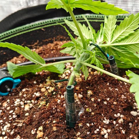 Connor growlog timeline photo