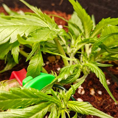Duncan growlog timeline photo