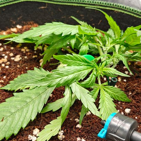 Duncan growlog timeline photo