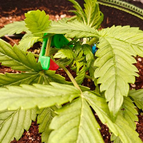 Connor growlog timeline photo
