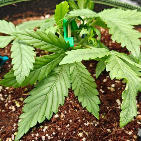 Connor growlog timeline photo