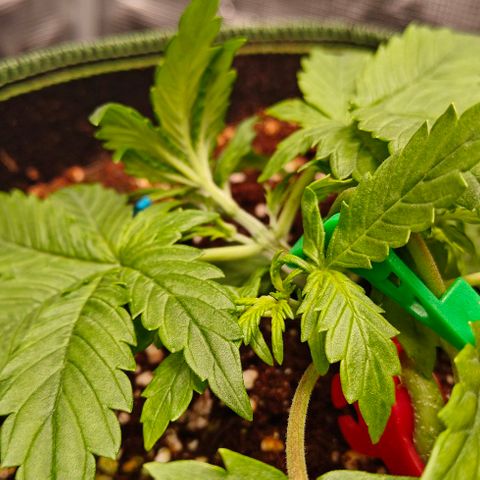 Connor growlog timeline photo