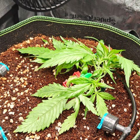Duncan growlog timeline photo