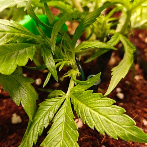 Duncan growlog timeline photo