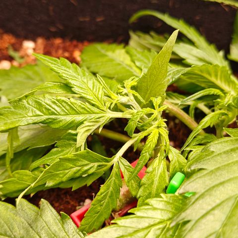 Duncan growlog timeline photo