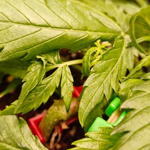 Duncan growlog timeline photo