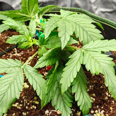 Connor growlog timeline photo