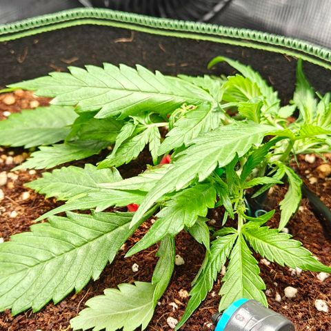 Duncan growlog timeline photo
