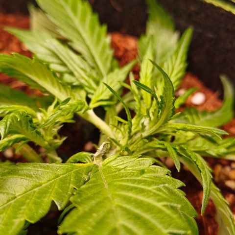 Duncan growlog timeline photo
