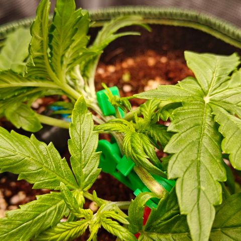 Connor growlog timeline photo