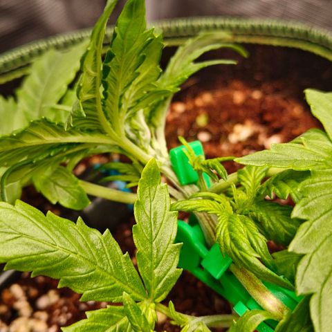 Connor growlog timeline photo