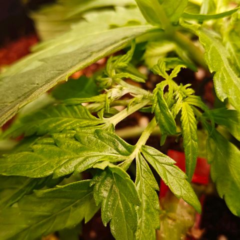 Duncan growlog timeline photo
