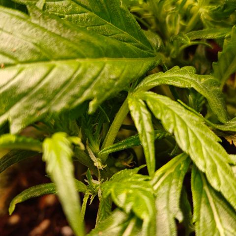 Duncan growlog timeline photo