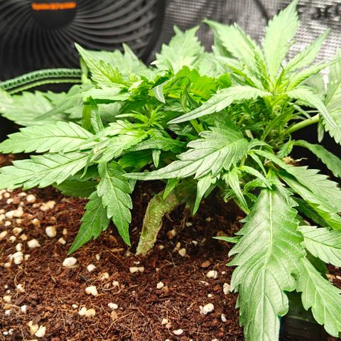 Duncan growlog timeline photo