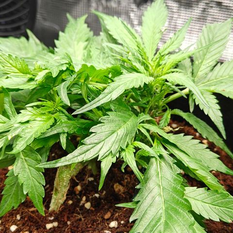 Duncan growlog timeline photo