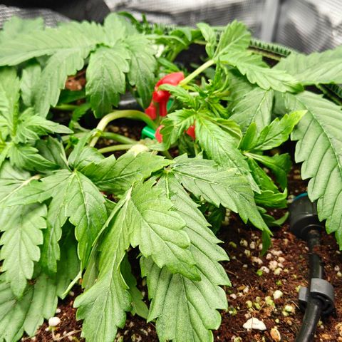 Connor growlog timeline photo