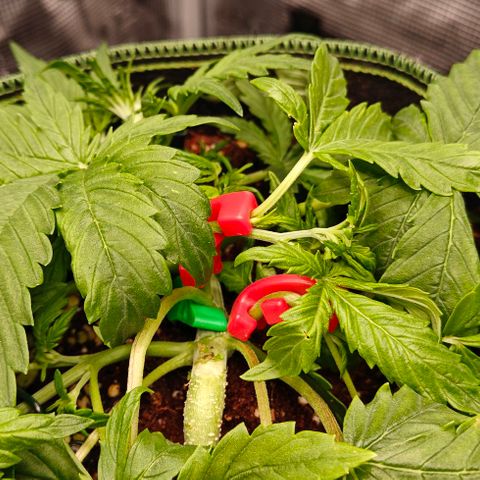Connor growlog timeline photo